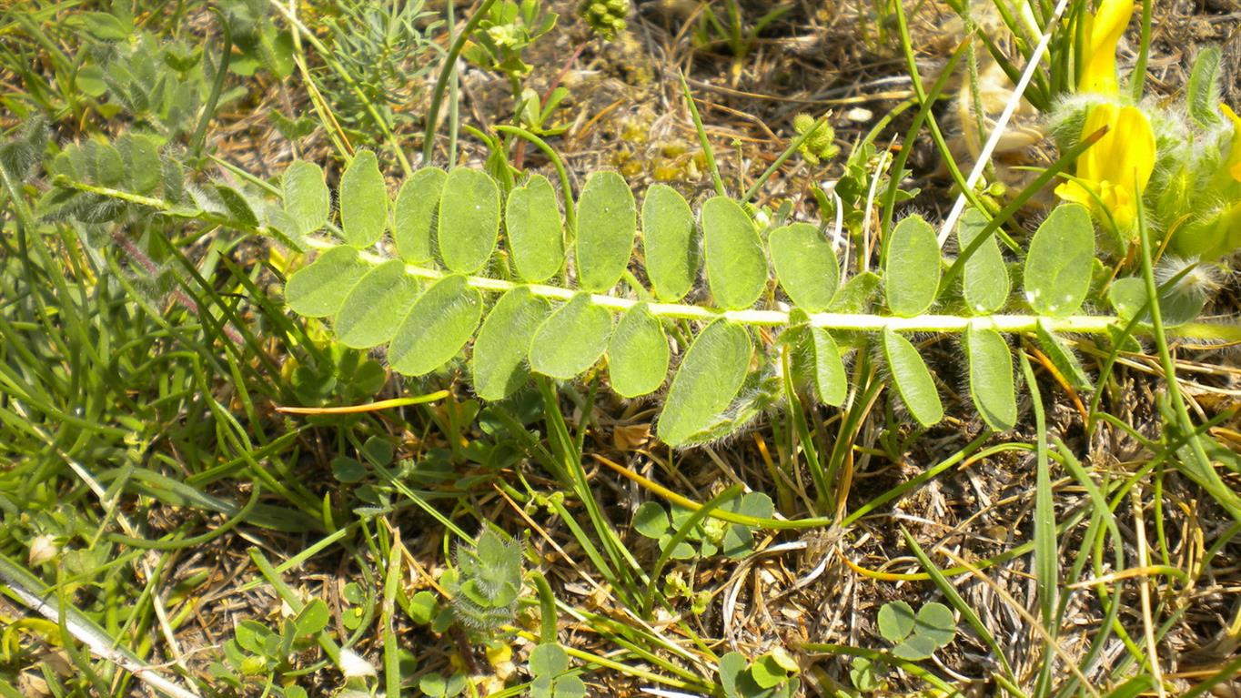 Astragalus exscapus / Astragalo nano